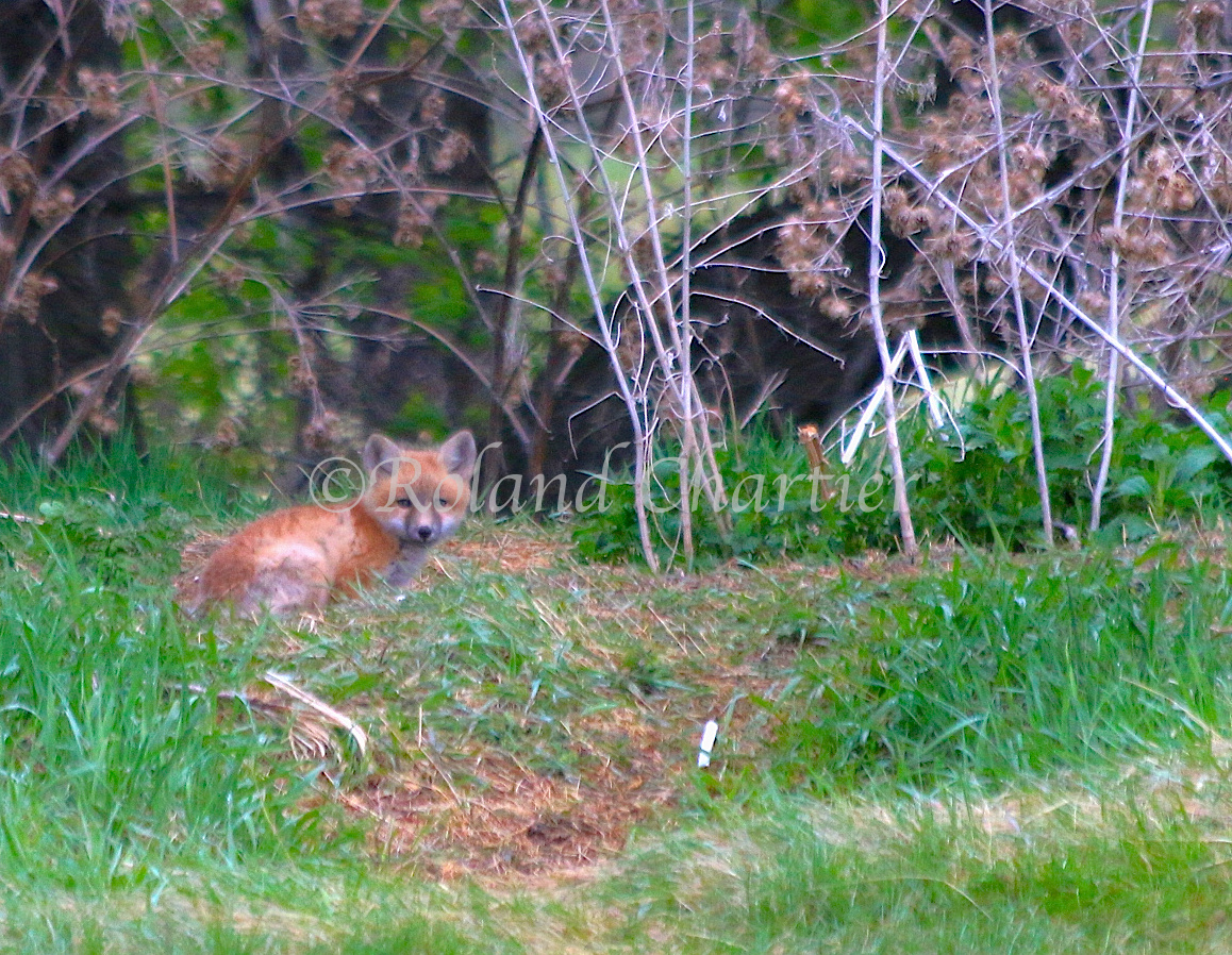 Young fox crouched in grass trail looking behind him.